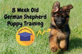 We did not find results for: Genius 8 Week Old German Shepherd Puppy Training Easy Beginners Guide Shepherd Sense