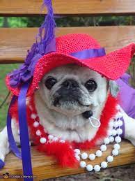 Red Hat Society Halloween Costume Contest At Costume Works Com Pet Costumes Dog Costumes Cute Animals