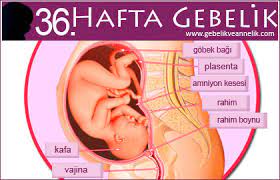 36 hafta gebelik gva