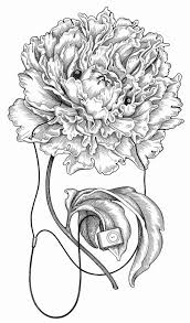 Cross Hatch Drawings With A Bit Of Anatomy Hatch Drawing Pencil Drawings Of Flowers Illustration Art Drawing