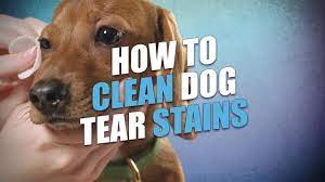 Eye envy dog tear stain remover starter kit. How To Remove Dog Tear Stains Naturally Quick Safe And Easy Youtube