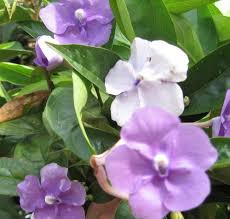 Plants that give off a show of early spring color crocuses come in pink, yellow, white and purple and are planted in corms. Yesterday Today Tomorrow Live Semi Tropical Flowering Shrub Plant Purple White Lavender Spring Bloom Starter Size 4 Inch Pot Emerald Tm Emerald Goddess Gardens