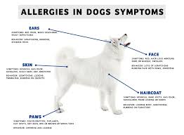 It could be pollen in the spring, dust, fleas, mold, food, or anything else. 4 Signs Your Pet Could Be Suffering From Allergies Vet In Toney Countryside Veterinary Hospital