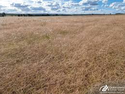 Image result for Rhynchosia divaricata