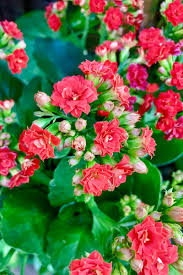 Image result for Kalanchoe calandiva