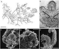 Image result for Limnophila ceratophylloides