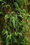 Image result for Asplenium sandersonii