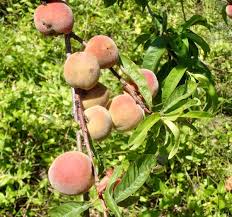 Image result for Prunus persica