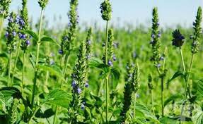 Chiya Chia Salvia Hispanica Botanika Plants Seeds Home Garden Plants