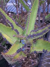 Mother Of Thousands Kalanchoe Daigremontiana Buy It Now Unusual Plants Mother Of Thousands Plant Planting Succulents