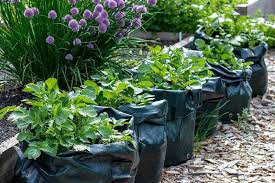 Si tú también quieres saber cómo hacer un huerto en casa, ponte el peto, el sombrero de paja y atento a los siguientes consejos Bolsas Para Cultivar Un Pequeno Huerto En Casa Guia De Jardin