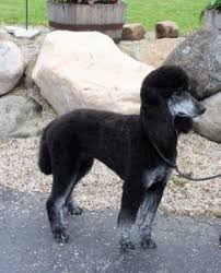 Black And White Tuxedo Standard Poodle Phantom Brindle Standard Poodle Breeder Phantom Poodle Poodle Standard Poodle