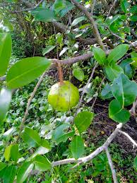 Image result for Xylocarpus