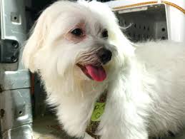 Blue collar pet transport has been helping owners transport their pets since 2019. Pet Transport Nz International Pet Shipper Import Export Domestic Pet Transport Nz International Pet Transportation From New Zealand For 50 Years