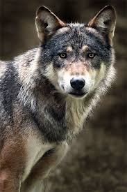 Beautiful Black And Brown Wolf Gray Wolf Ii By Steven Reburgh 500px Grey Wolf Timber Wolf Animals Wild