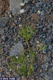 Image result for Spergula arvensis