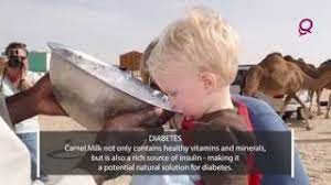 While camel milk won't likely be battling for shelf space with cow's milk in the dairy section of your the findings were from a group of researchers at qatar's supreme council of health; The Health Benefits Of Camel Milk Youtube