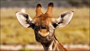 We did not find results for: 55 Cute Giraffe