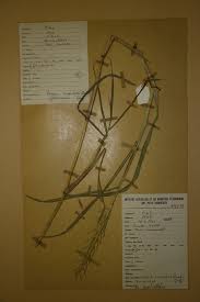 Image result for Vossia cuspidata