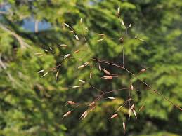 Image result for Avenella