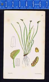 Image result for Schizaea