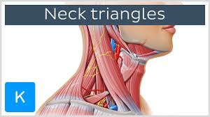 The two muscles of the neck are both superficial and are easy palpated in the neck those cervical muscles are sternocleidomastiod and trapezius. Triangles Of The Neck Anatomy Borders And Contents Kenhub