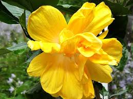 Maybe you would like to learn more about one of these? Buy Dwarf Hibiscus Flower All Colors Plant Plantslive