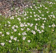 Image result for Eriochrysis brachypogon