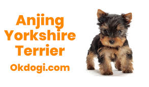 Anjing Yorkshire Terrier Harga Terbaru Perawatan Karakter