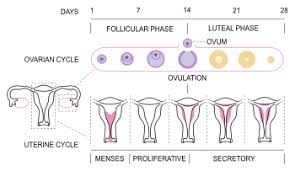 Menstrual Cycle Wikipedia