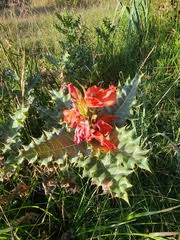 Image result for Acanthus polystachyus