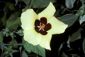 Image result for Hibiscus calyphyllus