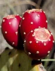 They can withstand full sun and many hours of bright indirect light, making them a versatile option in many homes! Fresh Prickly Pear Cactus Fruit Cactus Pears Sale Buy Cactus Pears Online
