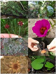 Image result for Elatostema paivaeanum