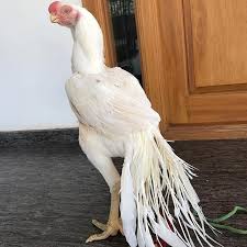 Kenyachickens Myanmarchickens Singaporechickens Parischickens Canadachickens Usachickens Azarbaizanchickens Uzbeki Beautiful Chickens Pet Chickens Beak