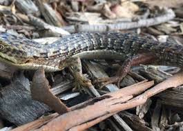 This is a lizard that is often seen in yards and garages in southern california. California Alligator Lizard Petaluma Wetlands Alliance