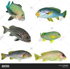 Reef Fish Isolated Image Photo Free Trial Bigstock