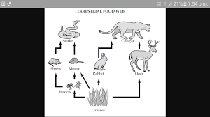 While all matter is conserved in an ecosystem, energy still flows through it. 1 Draw A Labelled Line Diagram Of A Terrestrial Food Web Brainly In