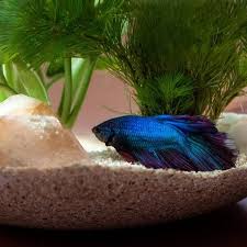 How To Entertain Your Betta Fish Cuteness Betta Fish Betta Fish Care Betta
