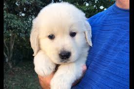 The golden retriever is family friendly, affectionate, and fun! Golden Treasures Kennel Has Golden Retriever Puppies For Sale In Pensacola Fl On Akc Puppyfinder Puppies Retriever Puppy Golden Puppies