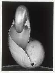 Although the tradition of blowing the conch trumpet dates back over 200. Shells Edward Weston 1927 Printed Later Tate