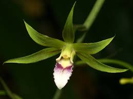 Image result for Eulophia hereroensis