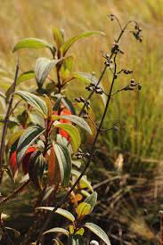 Image result for Dissotis pulchra