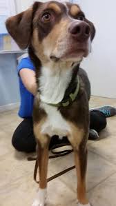 Pet grooming in cincinnati, oh. Adopt Nala On Petfinder Dog Trends Beagle Dog Friends