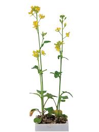 Image result for Brassica rapa