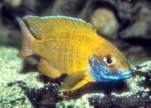 We did not find results for: Sunshine Peacock African Cichlid 2 3 Inches Rfi