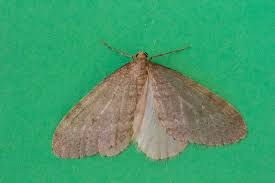 Image result for Operophtera brumata