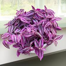 Image result for Tradescantia zebrina