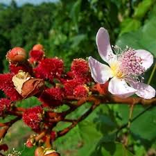 Image result for Bixa