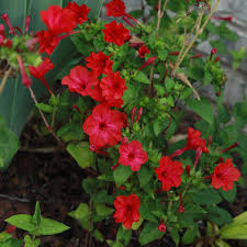 Image result for Mirabilis jalapa